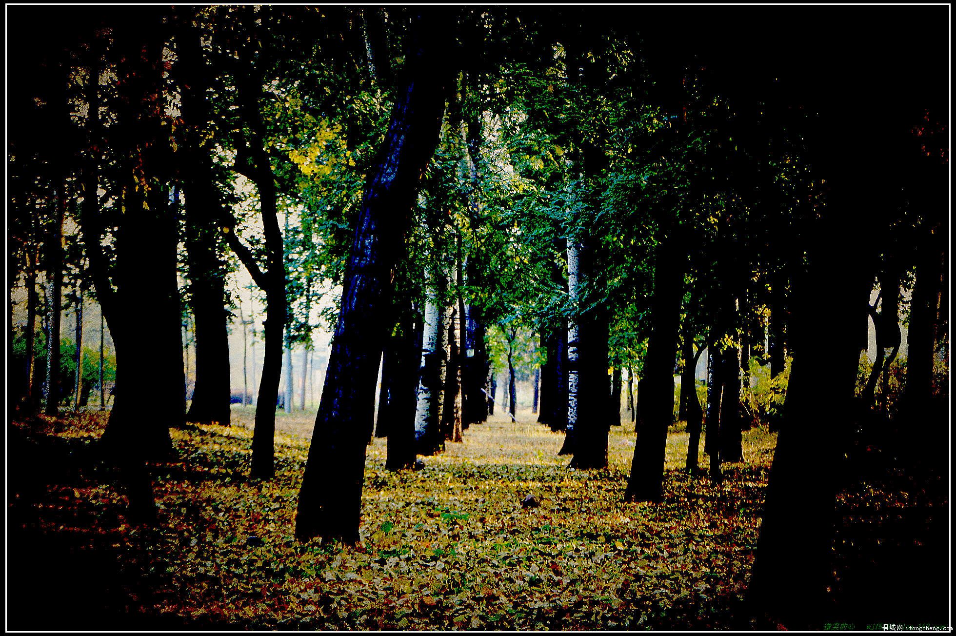 ��ɫlomo �������.jpg