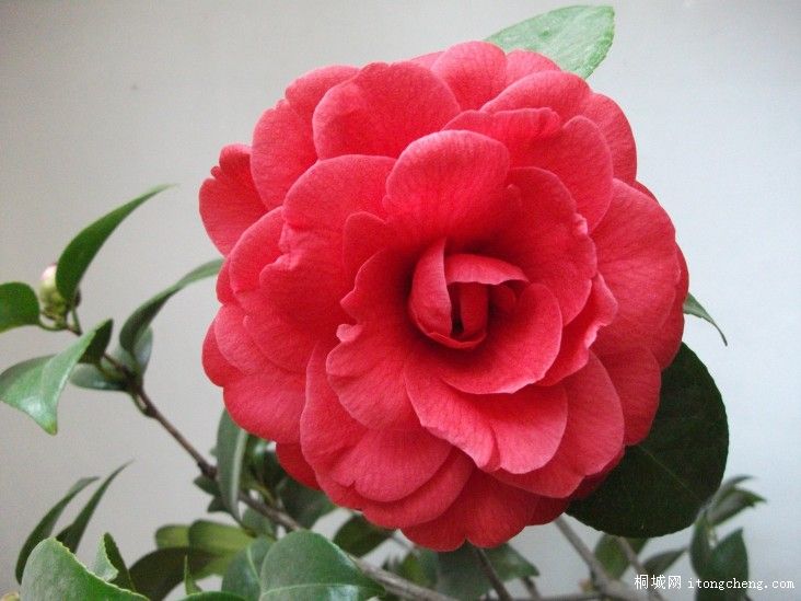 conew_��Ƭ 025.jpg