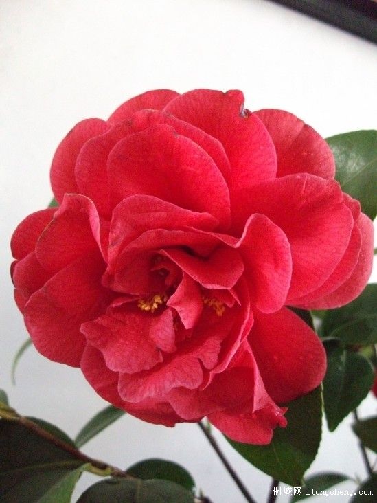 conew_��Ƭ 012.jpg