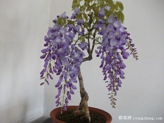 conew_��Ƭ 015.jpg