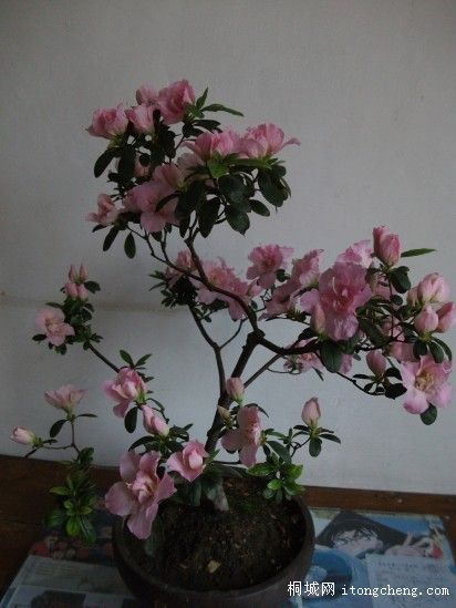 conew_��Ƭ 007.jpg