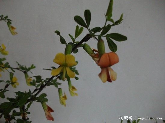 conew_��Ƭ 003.jpg