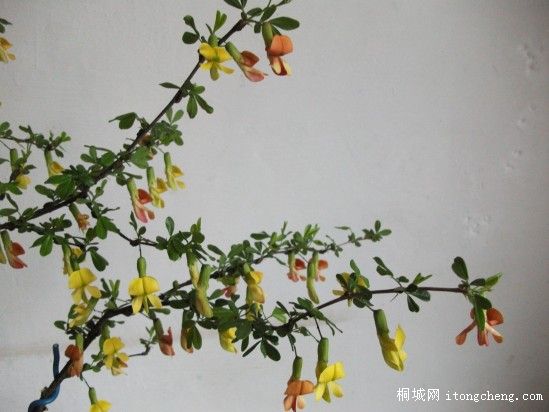 conew_��Ƭ 002.jpg