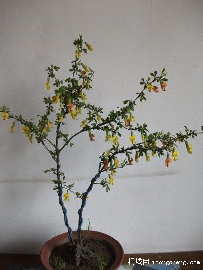 conew_��Ƭ 001.jpg