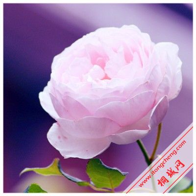 51 (2)_����.jpg