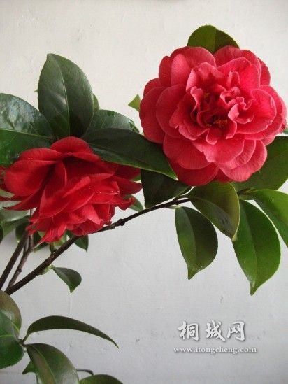 conew_��Ƭ 016.jpg