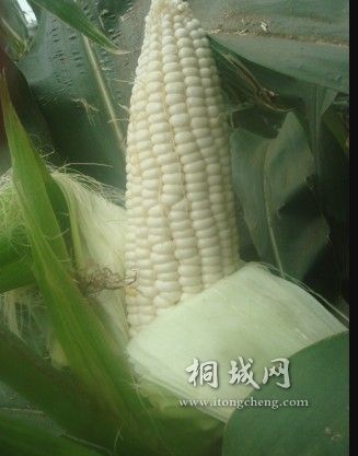 QQͼ20110702115756.jpg