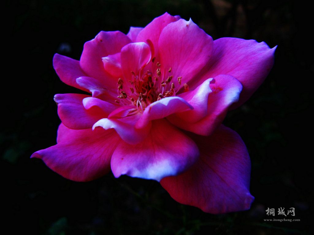 ������ɫ (8).jpg