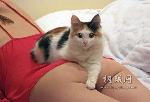 ��֪��è�� ��֪ ����.jpg