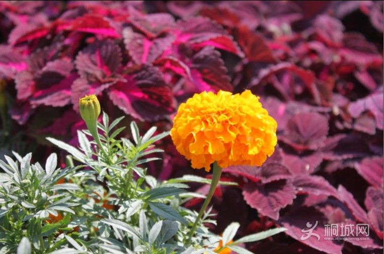 ��һ��ʹ�õ����ĵ���Ƭ