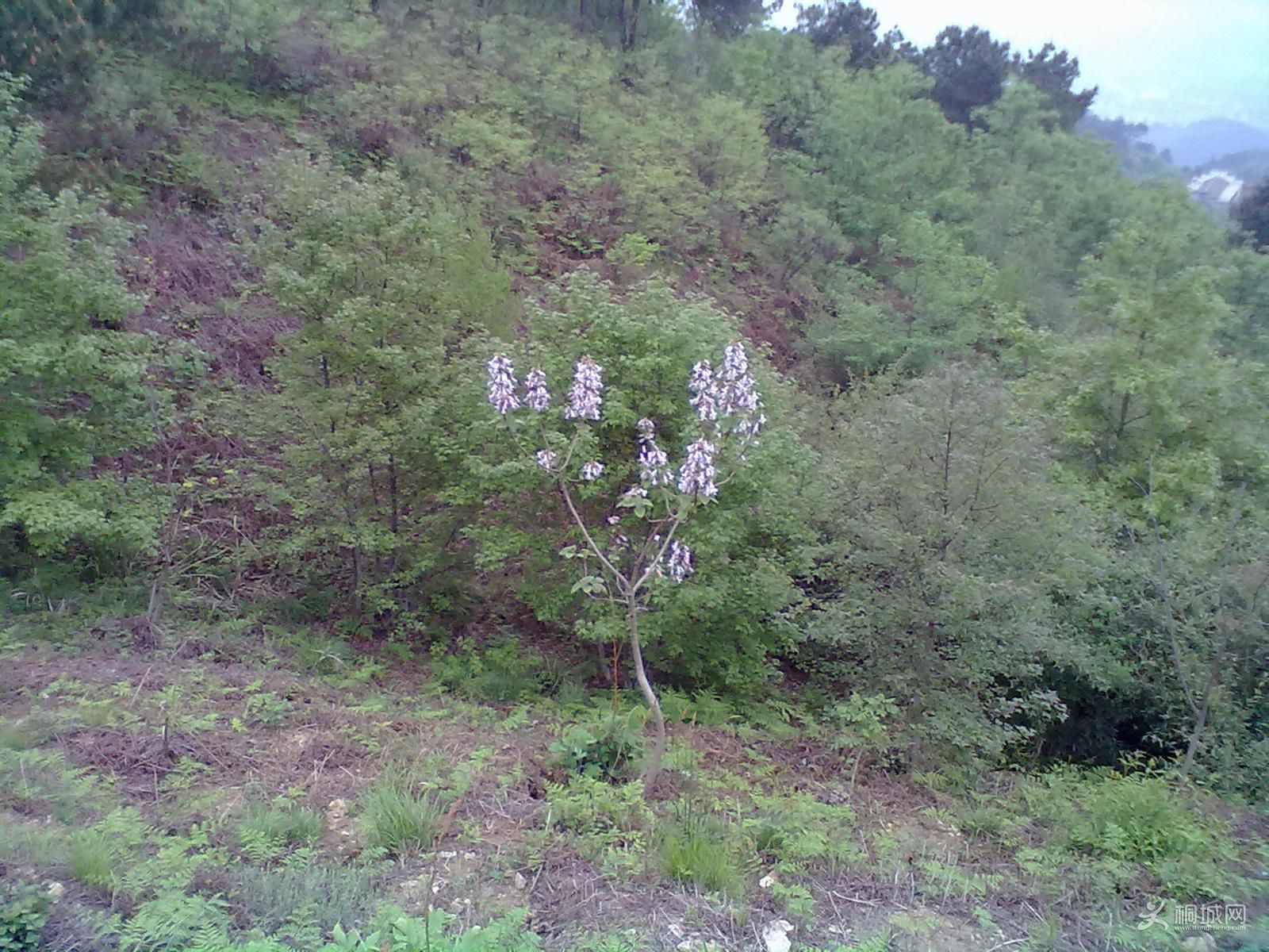 20120418284.jpg