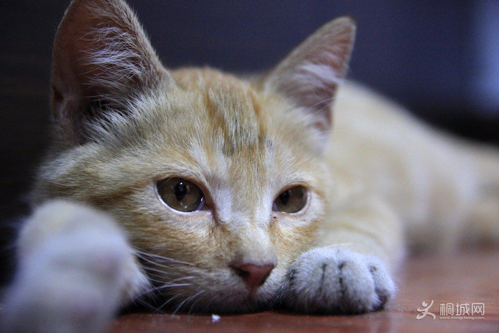 ������Ӱ (4).JPG