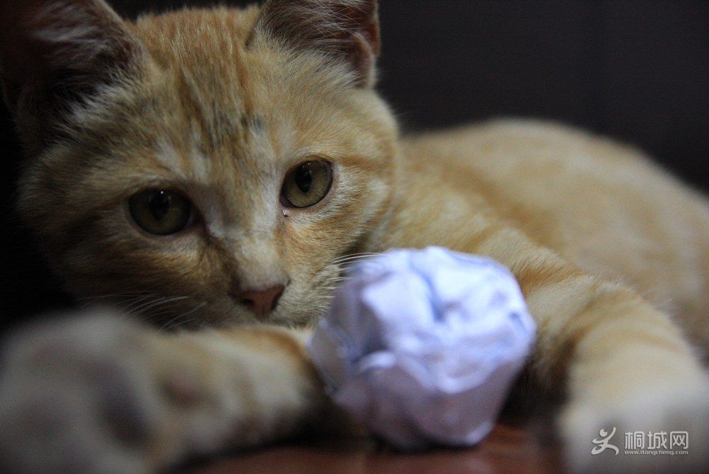 ������Ӱ (5).JPG