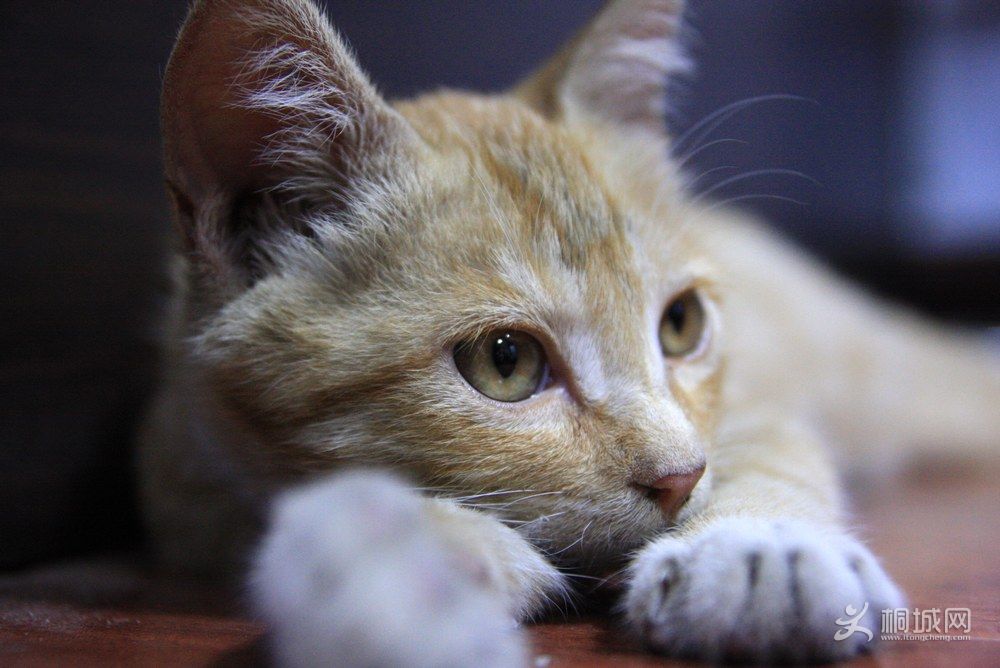 ������Ӱ (6).JPG