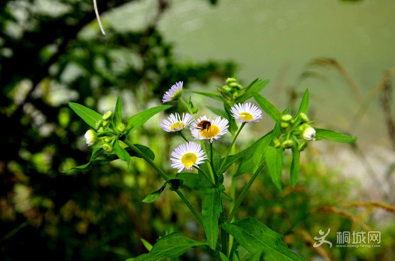 ��Ƭ��ׯ 428_����_����.jpg