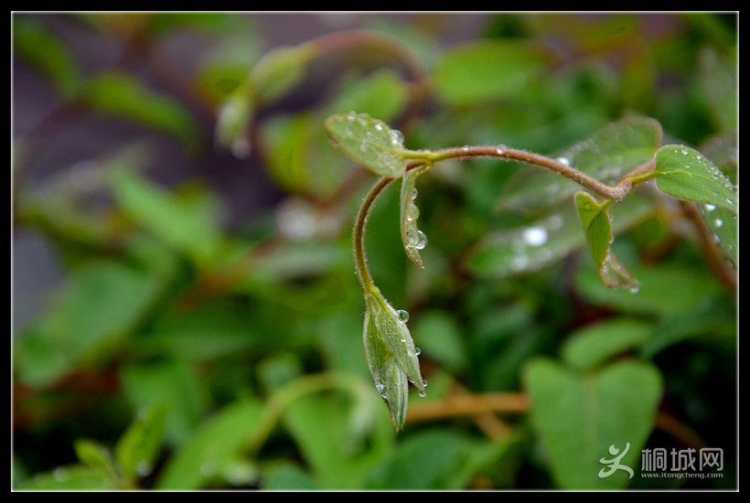 ��Ƭn5100 299_����.jpg