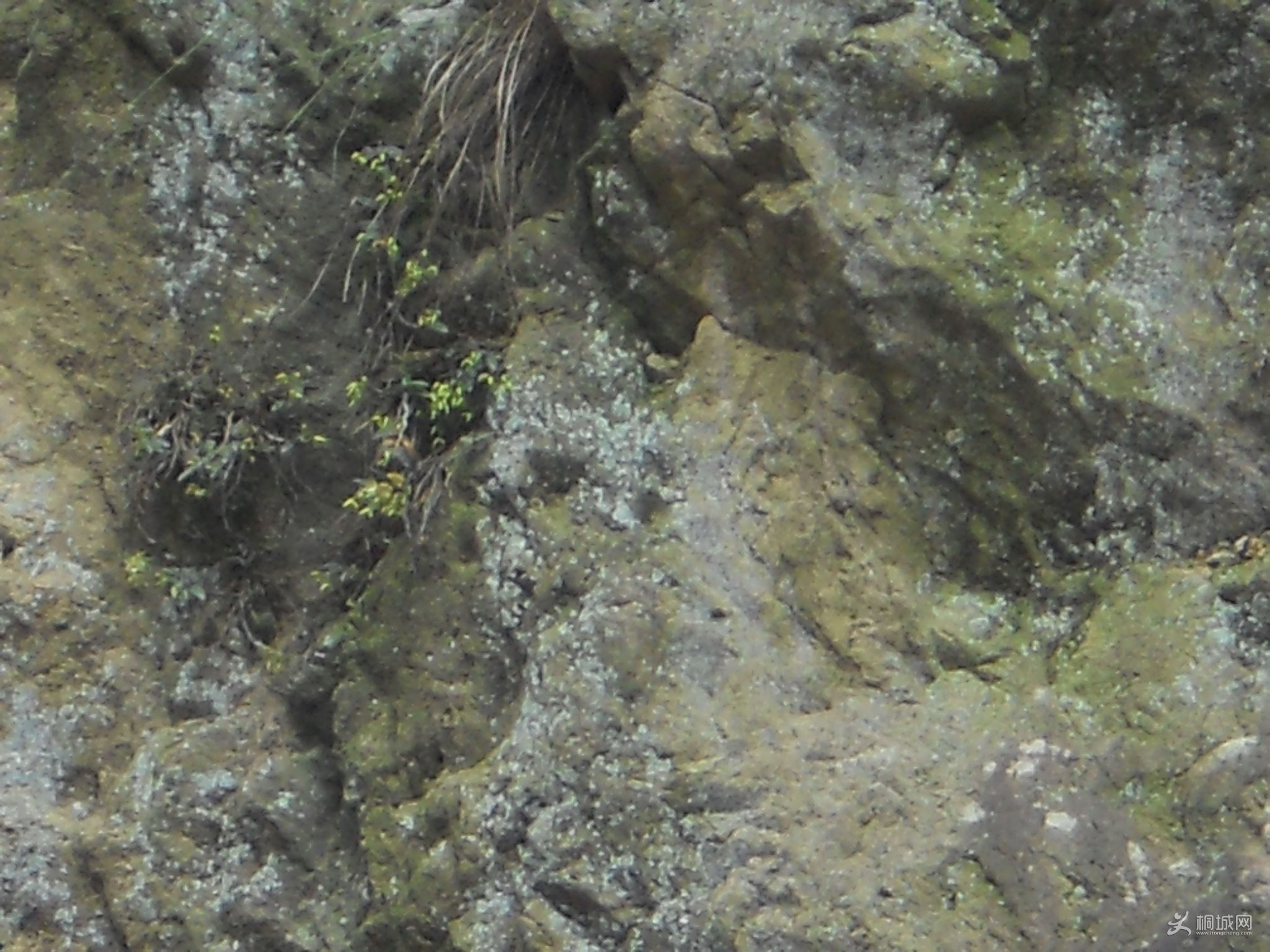 ���������ɼ�