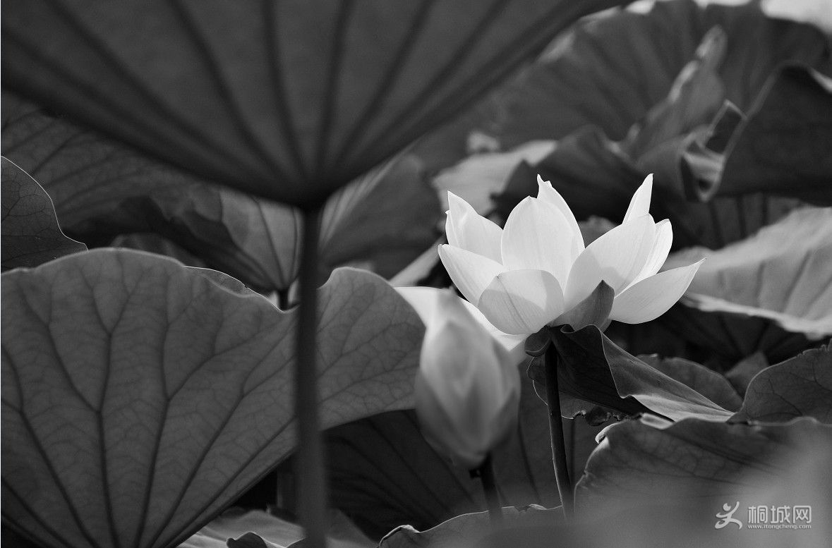 ���� (2).jpg