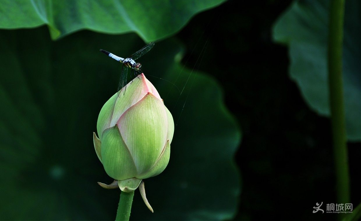 ���� (4).jpg