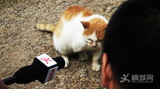 ����è��Ը��