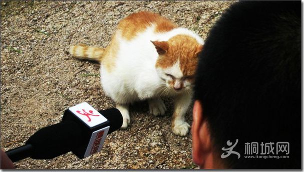 ����è��Ը��