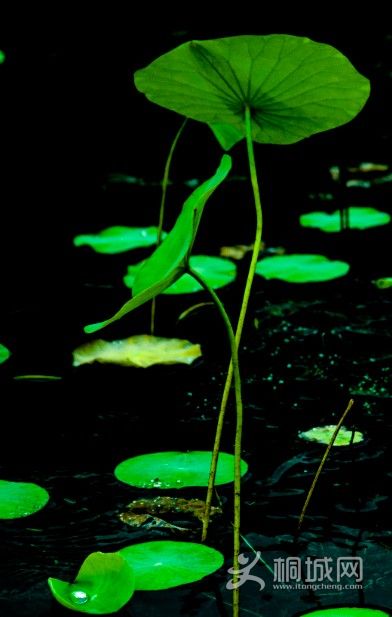 1/100s,f7.1,iso200,135mm,����8���ӣ�����