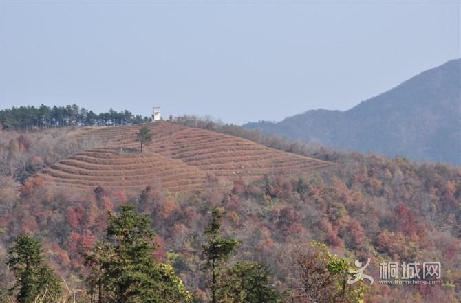 ͩ����������-ͩ����