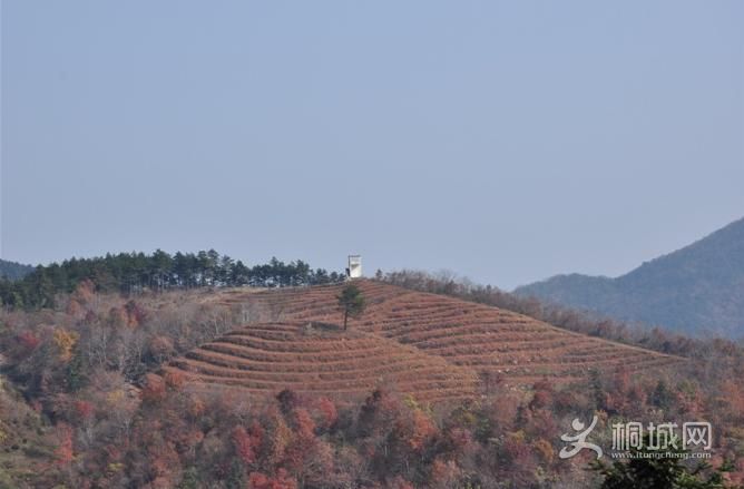 ͩ����������-ͩ����