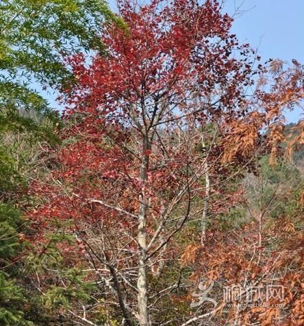 ͩ����������-ͩ����