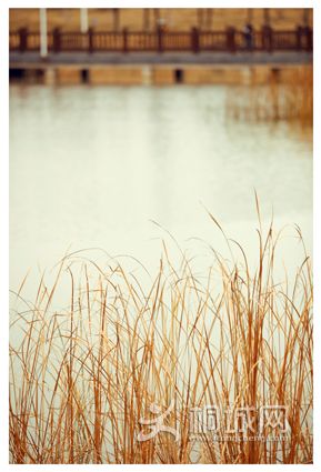 Ψ������