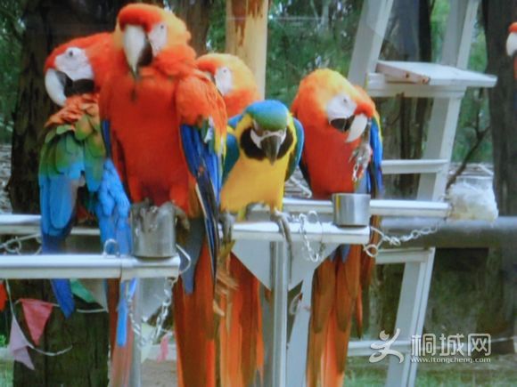 ��ɫ����