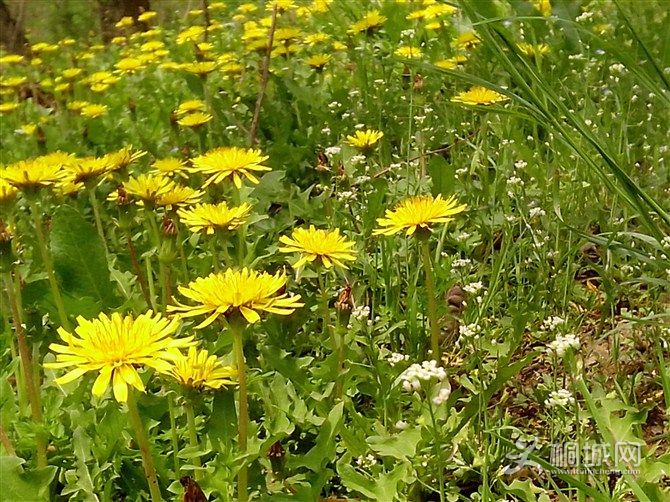 �ӱߵ��ѹ�Ӣ