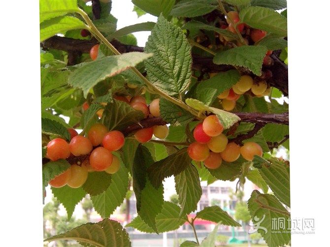 ����ӣ��Ŷ