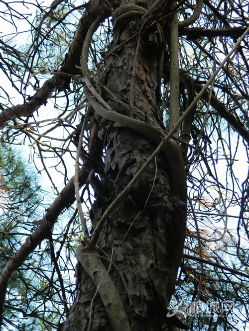 315 054_����.jpg