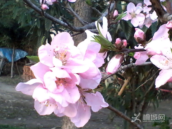 IMG_20130314_180220.jpg