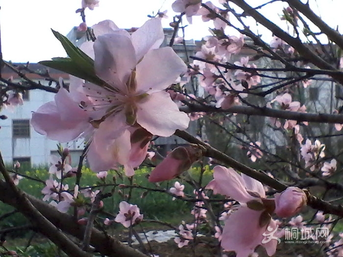IMG_20130314_180301.jpg