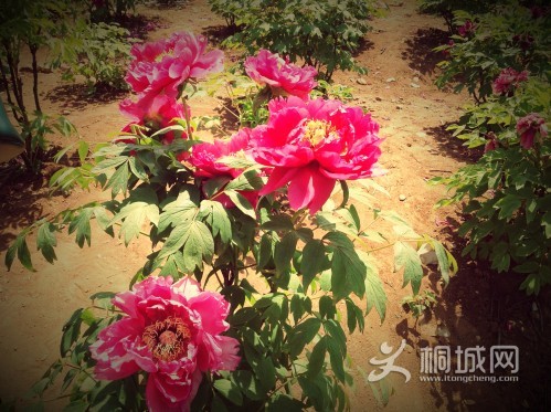 ĵ��-��������