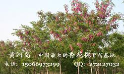 Ƭ 002.jpg