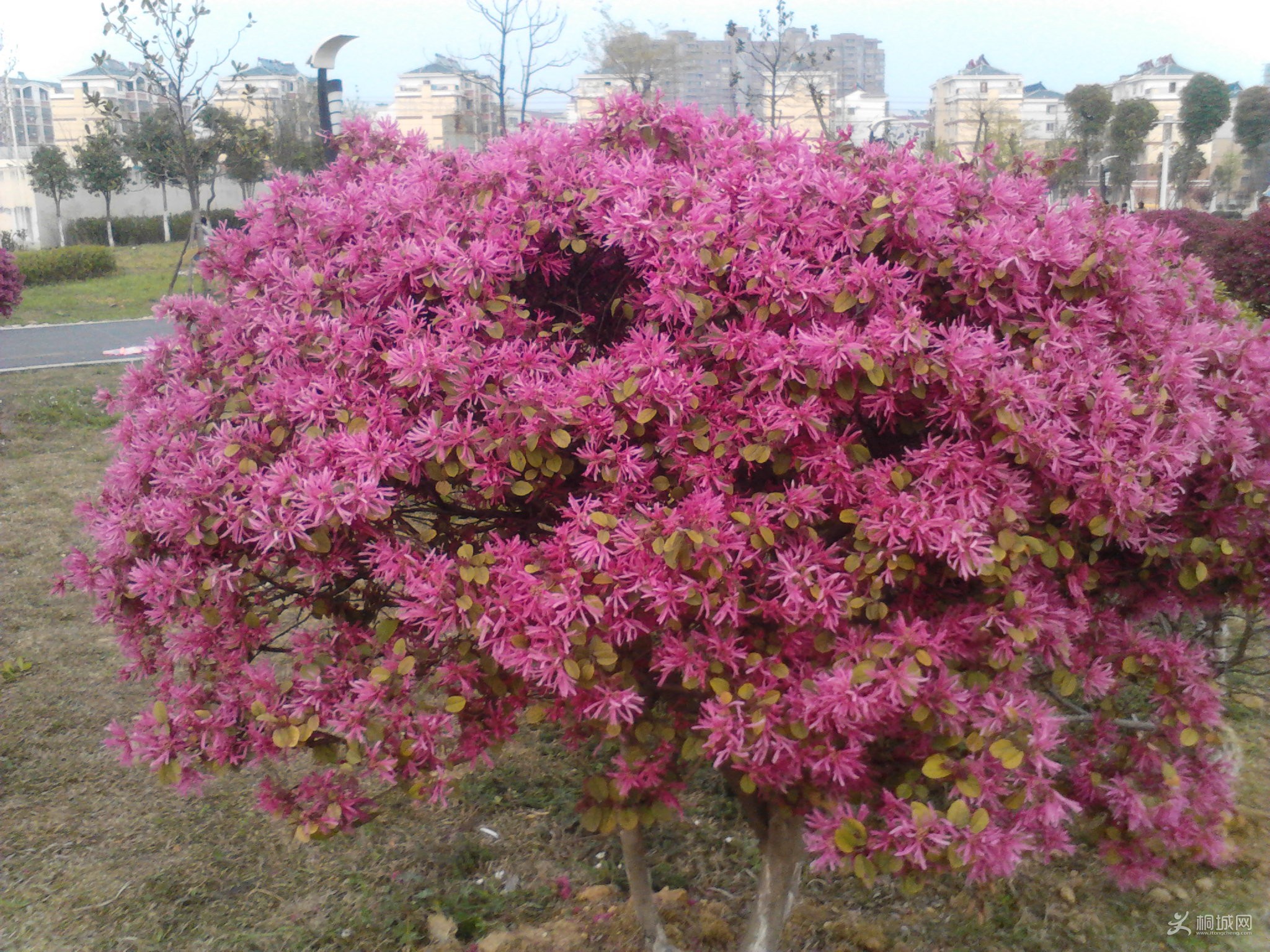 Camera_20130331_170357.jpg