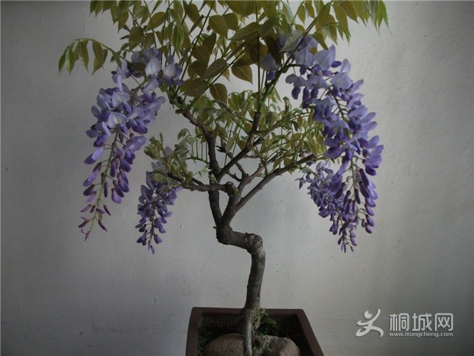 Ƭ 051.jpg