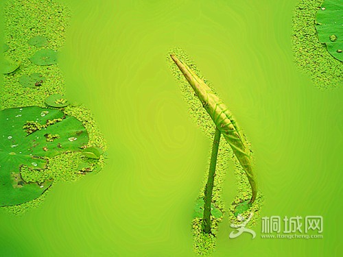 С�ɲ�¶����