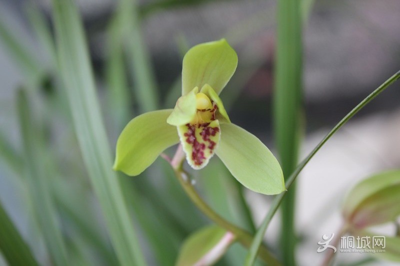 ͩ������