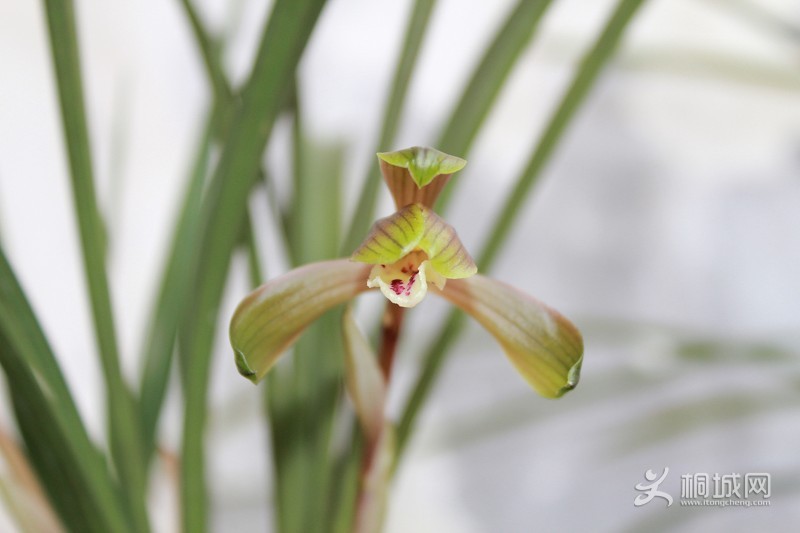 ͩ������