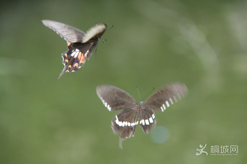 IMG_2874_���� - ����.jpg