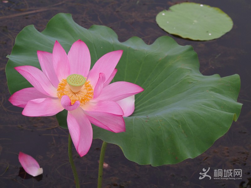 һƬ��Ƭ����Ƭ��������ж�������