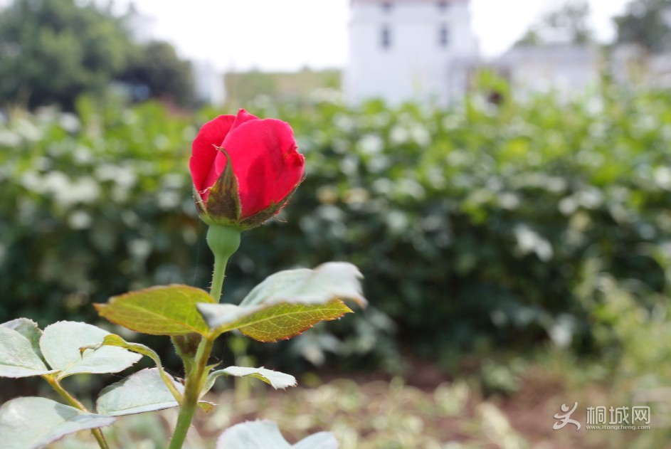 ͩ������Ӱ