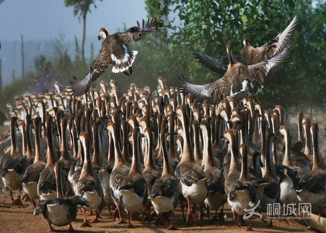 18 ����ǰ-��ǰ-��ǰ��IMG_8648.JPG