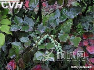 �@������ʮ�󹦄�