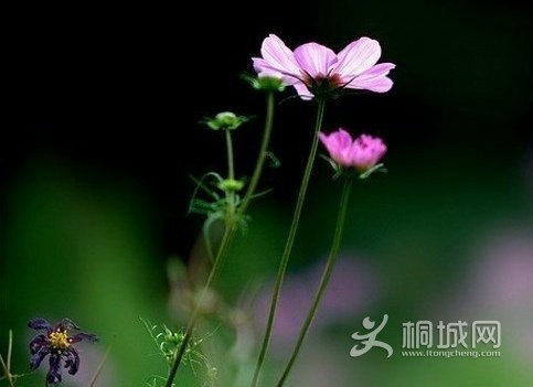 psbCA3G056F.jpg
