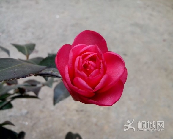 QQͼƬ20140213152603.jpg